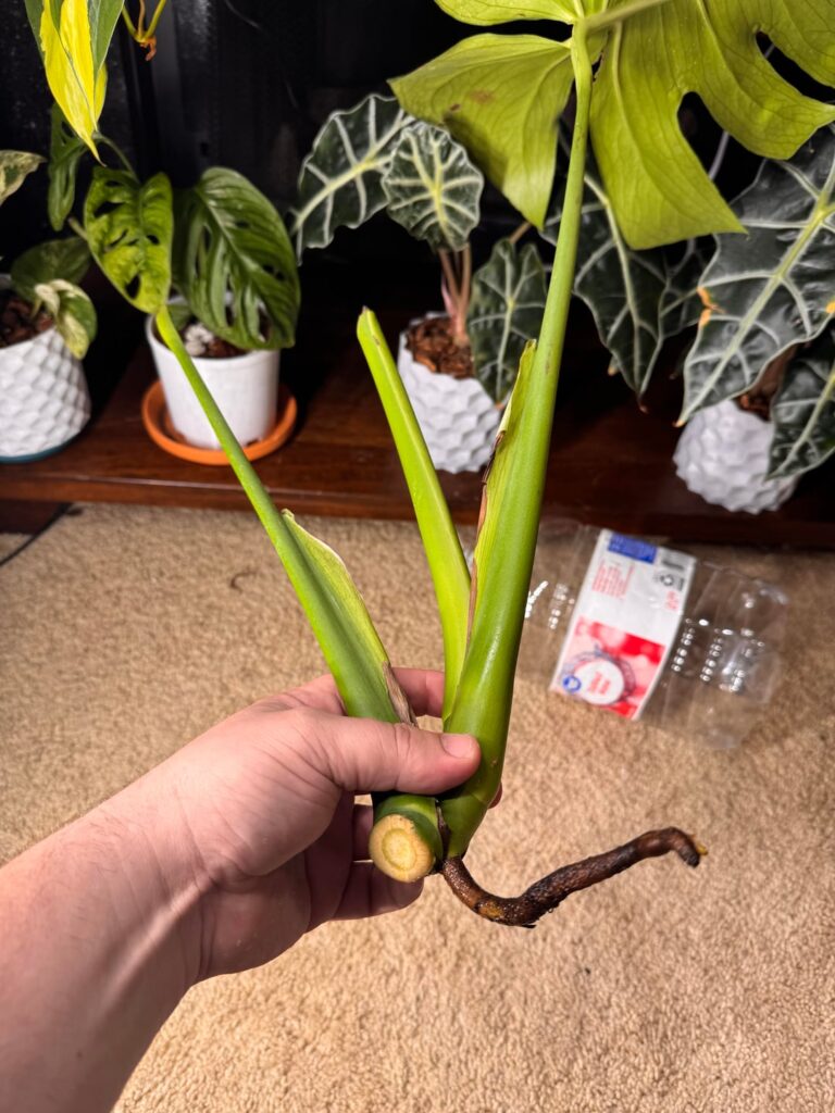 How can I prop this?