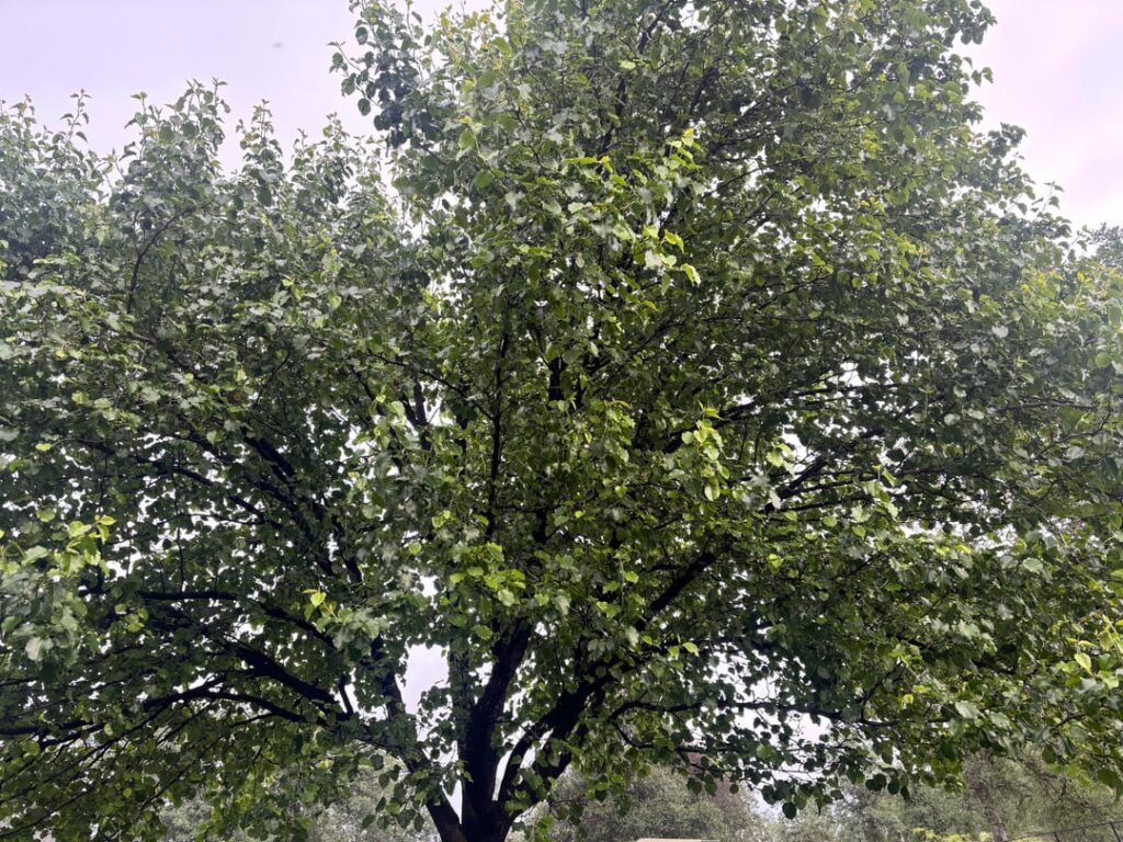 Pruning recommendations