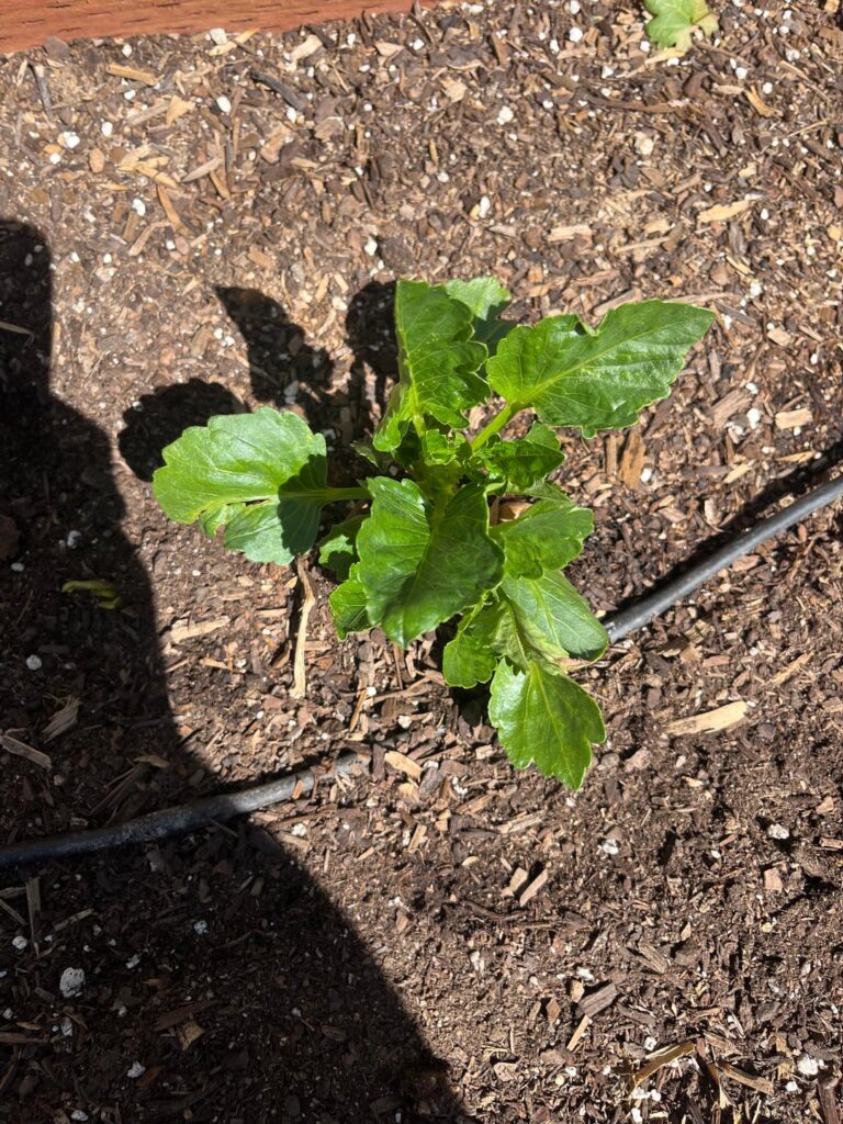 is my dahlia ready to be pinched?