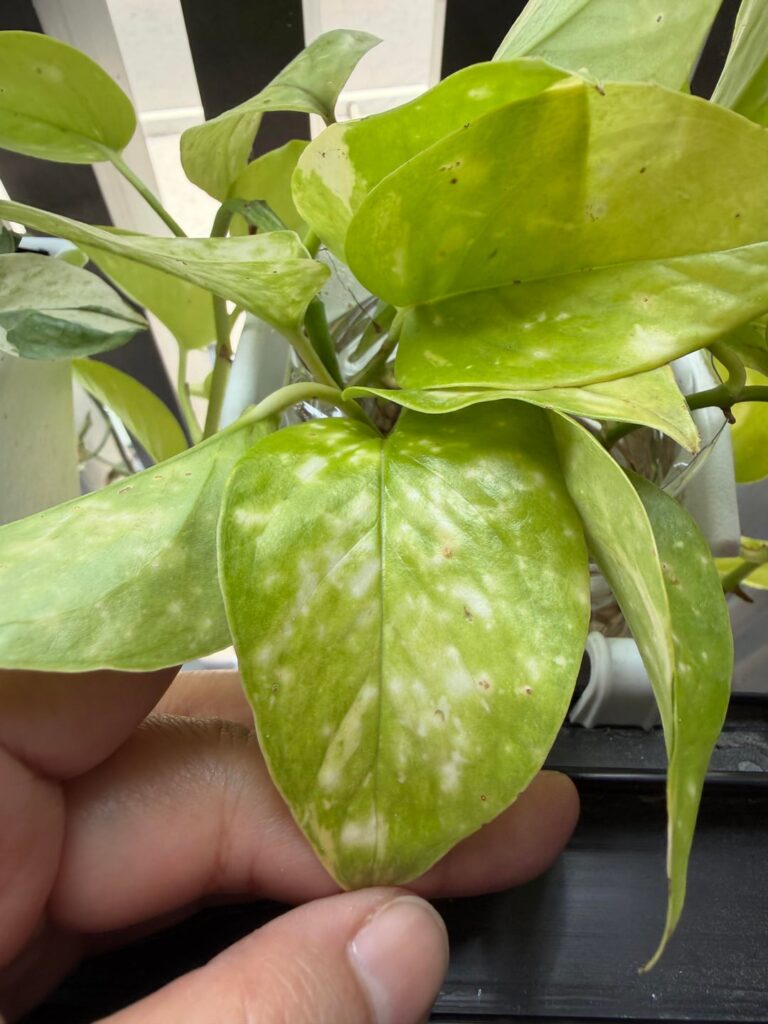 Bought this yesterday, it was in really bad shape and wanted to help it. This is supposed to be neon pothos but not sure why some leaves have these white patches 🤔