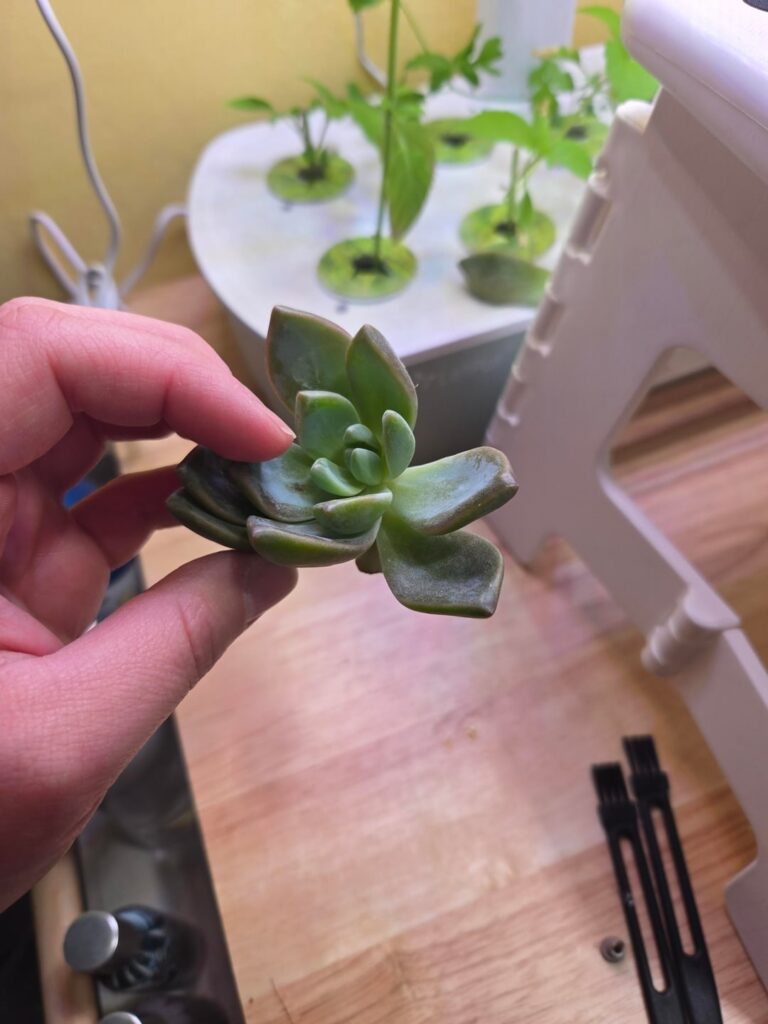 How should I prop this succulent? How should I prop this succulent?