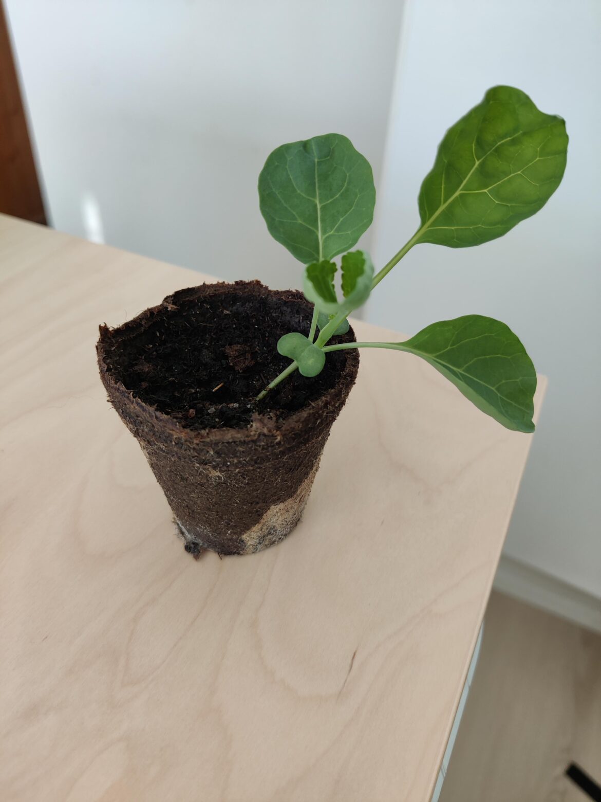 Brussel Sprout Seedling