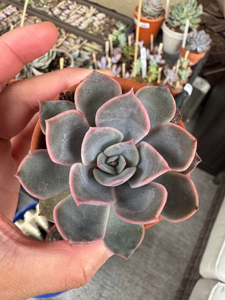 Help IDing