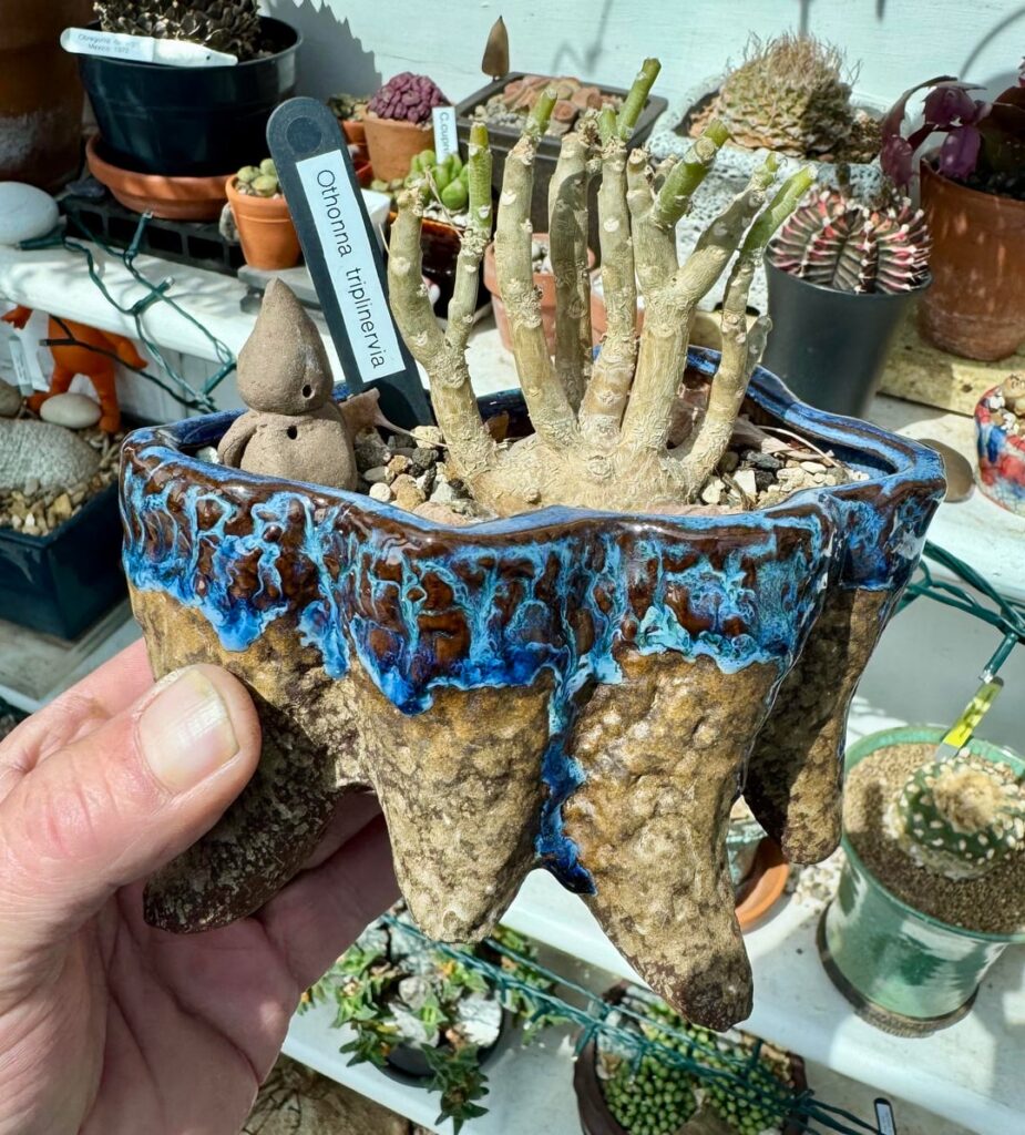 A summer dormant bonsai Othonna triplinervia