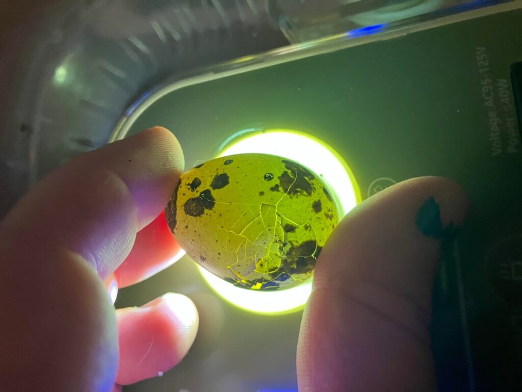 how likely are these eggs to hatch? how likely are these eggs to hatch?