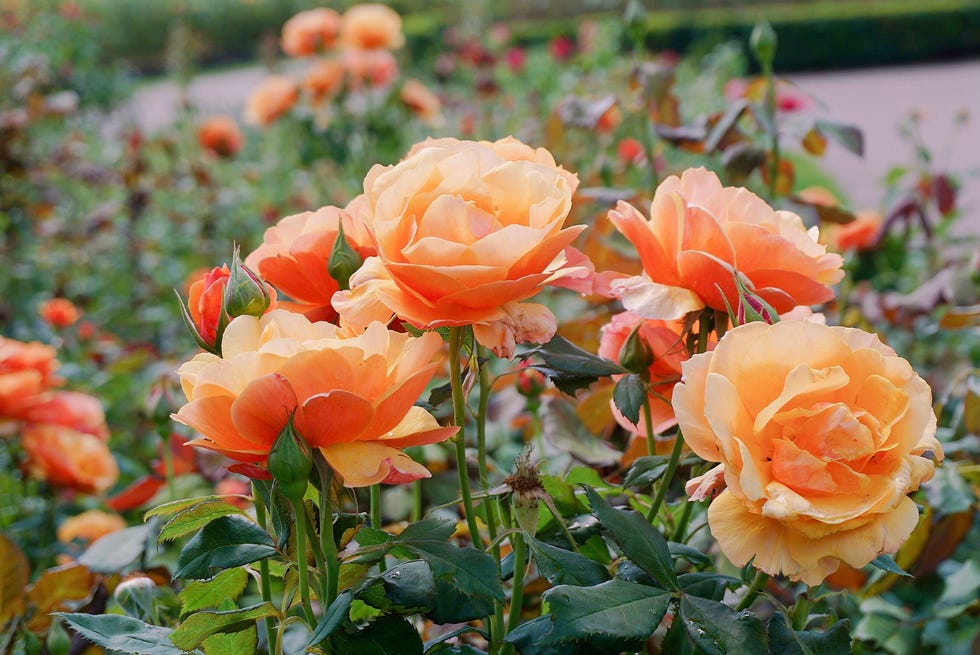 Rose Garden,Close-up of orange flowering plant rose garden,close up of orange flowering plant