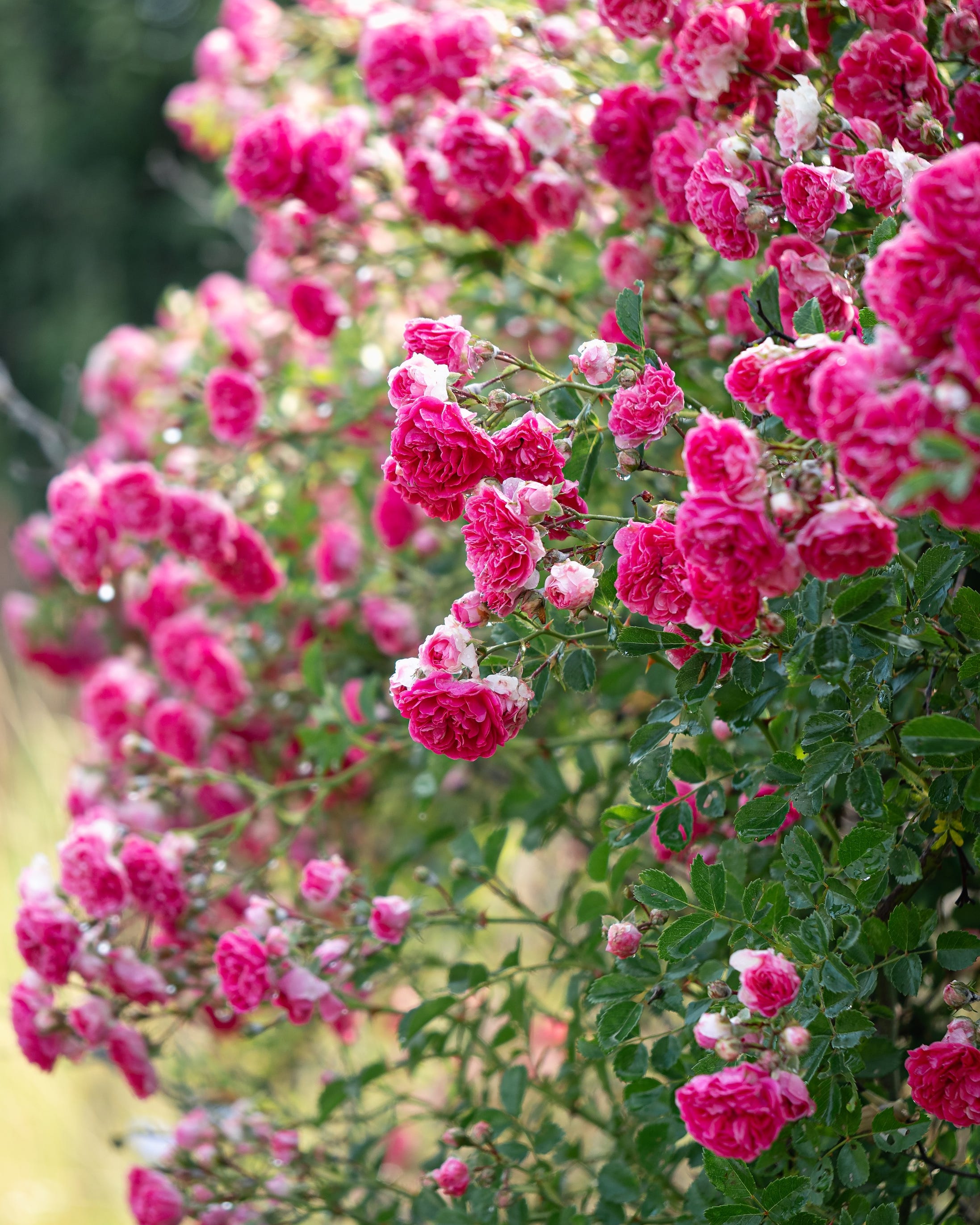 roses growing