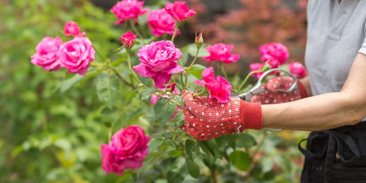 Keep Your Garden Roses Free From Black Spot With This £1.20 Fridge Staple