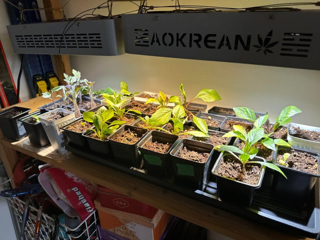 Seedling help