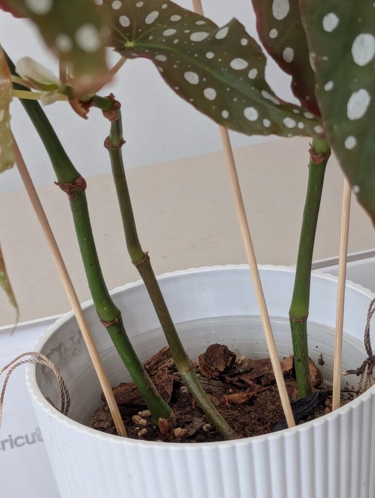 Need help with begonia maculata