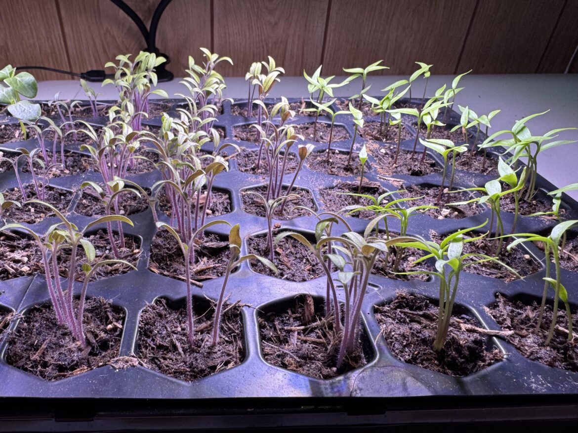 All my seedlings sprouted. Help!