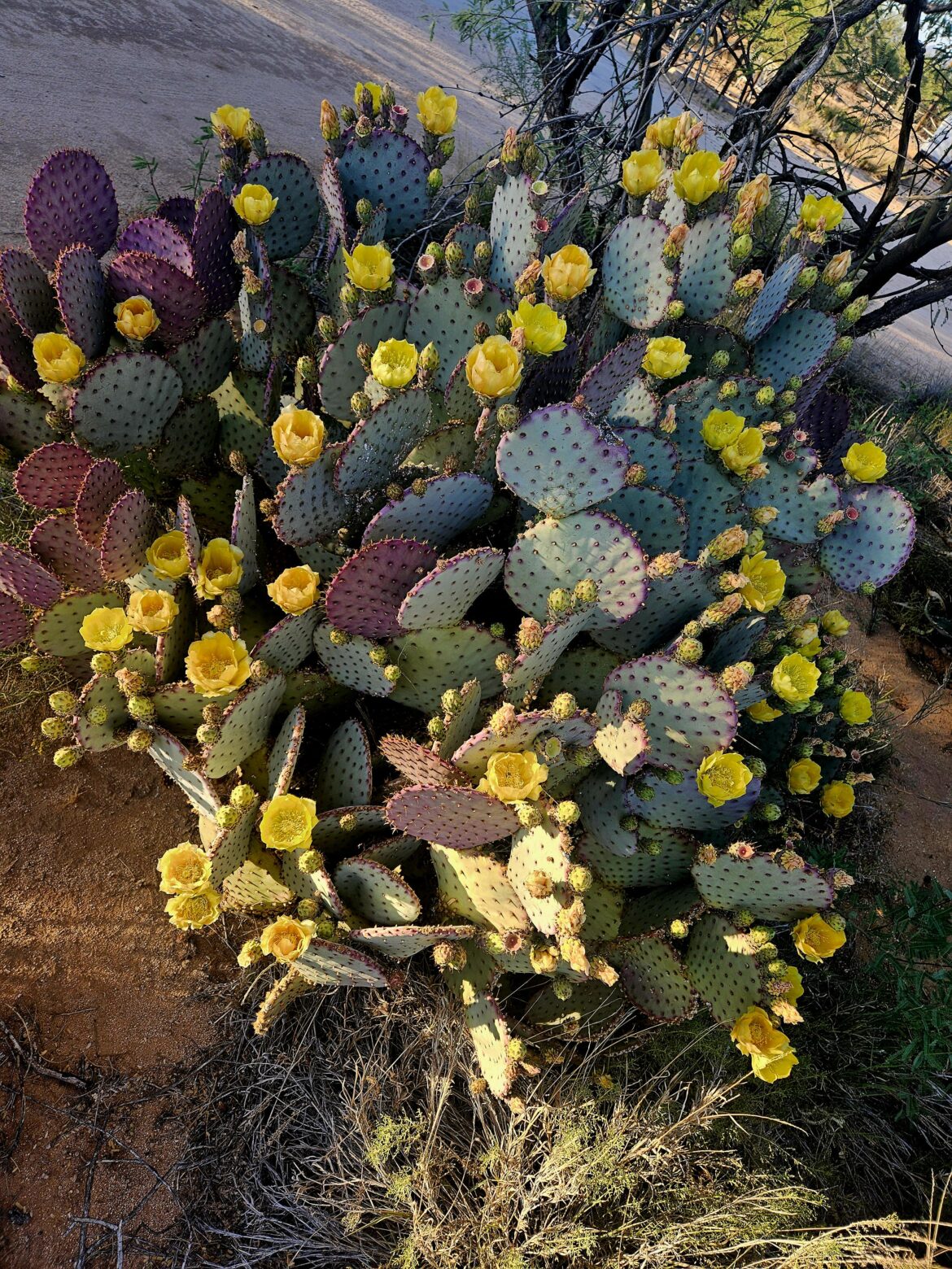 Bloom explosion
