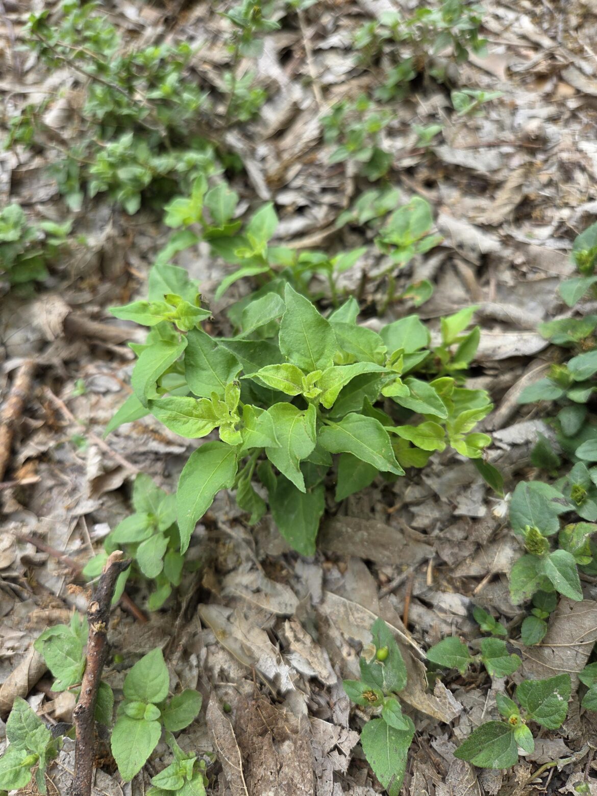 Can Anyone Help Identify? Can Anyone Help Identify?