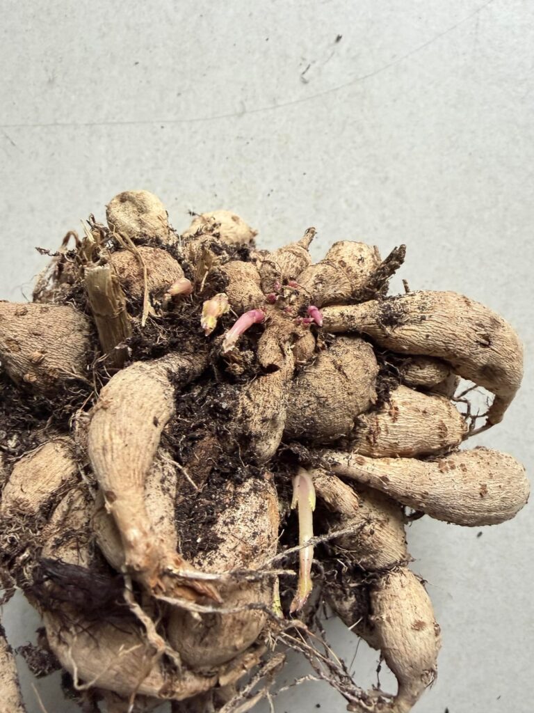Is this tuber ok ? New to dahlias