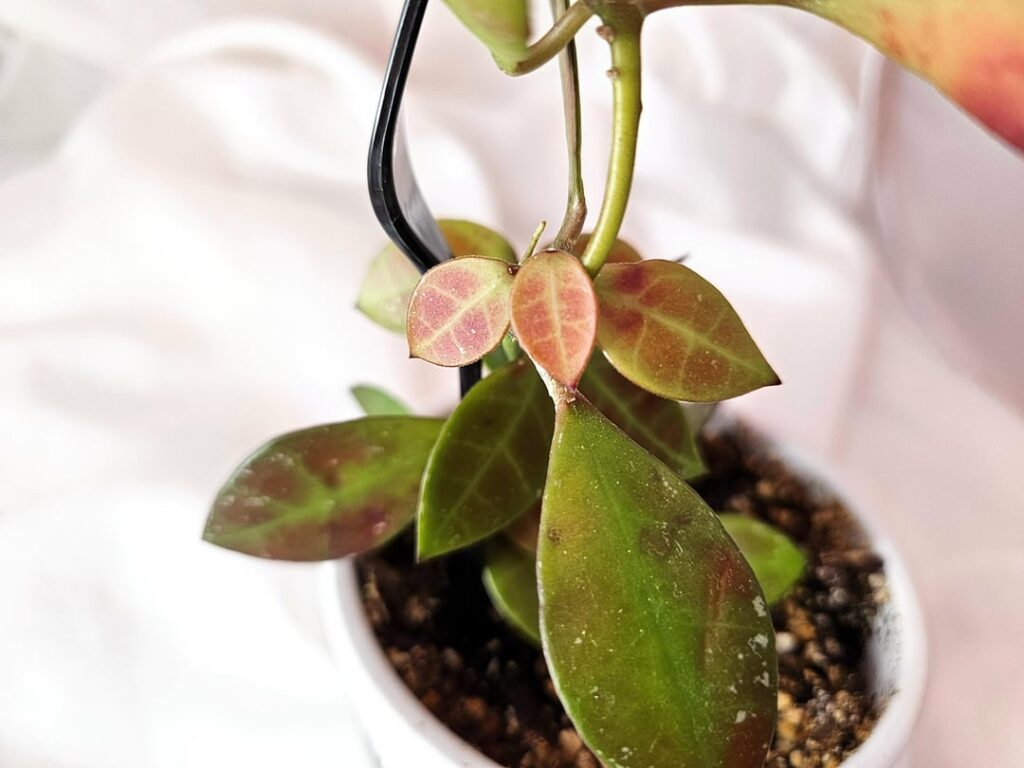 Hoya sipitangensis is underappreciated imho