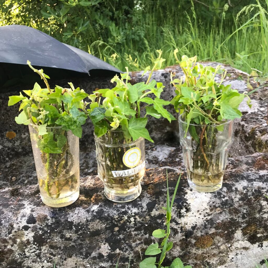 Those English Ivy cuttings have been in the water for 5 days and now I’ll pot them this evening because I’ll go back to the city. I want to make them houseplants at the city, any advice so they survive and not die when I pot them? 5 days was kinda tight and I doubt they rooted.