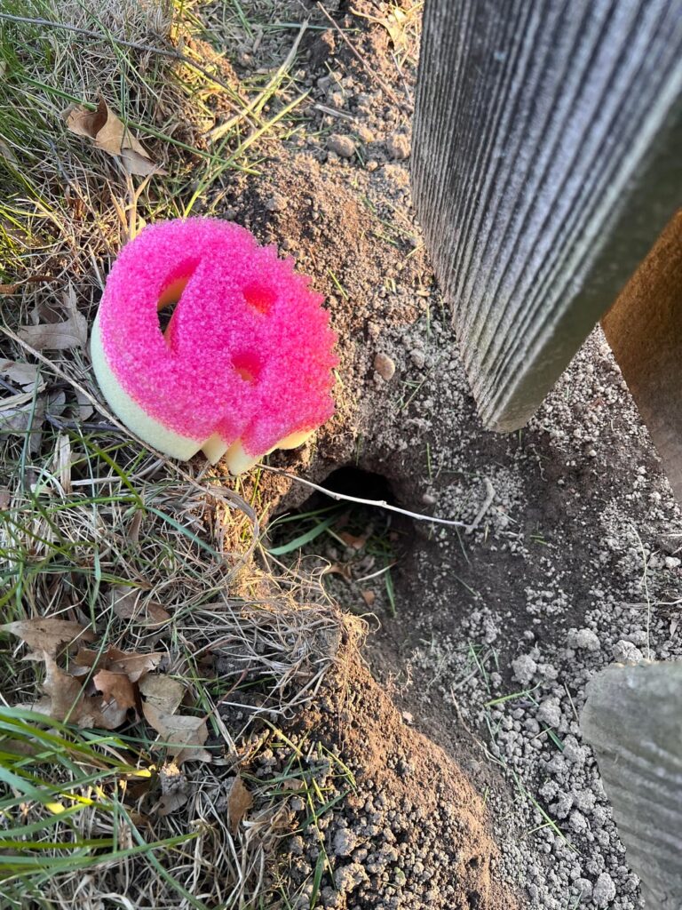 Identifying animal holes (Central IN)
