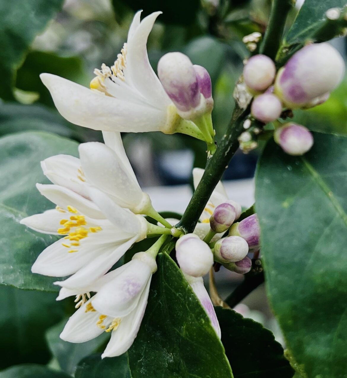 Meyer lemon blossoms smell so good.
