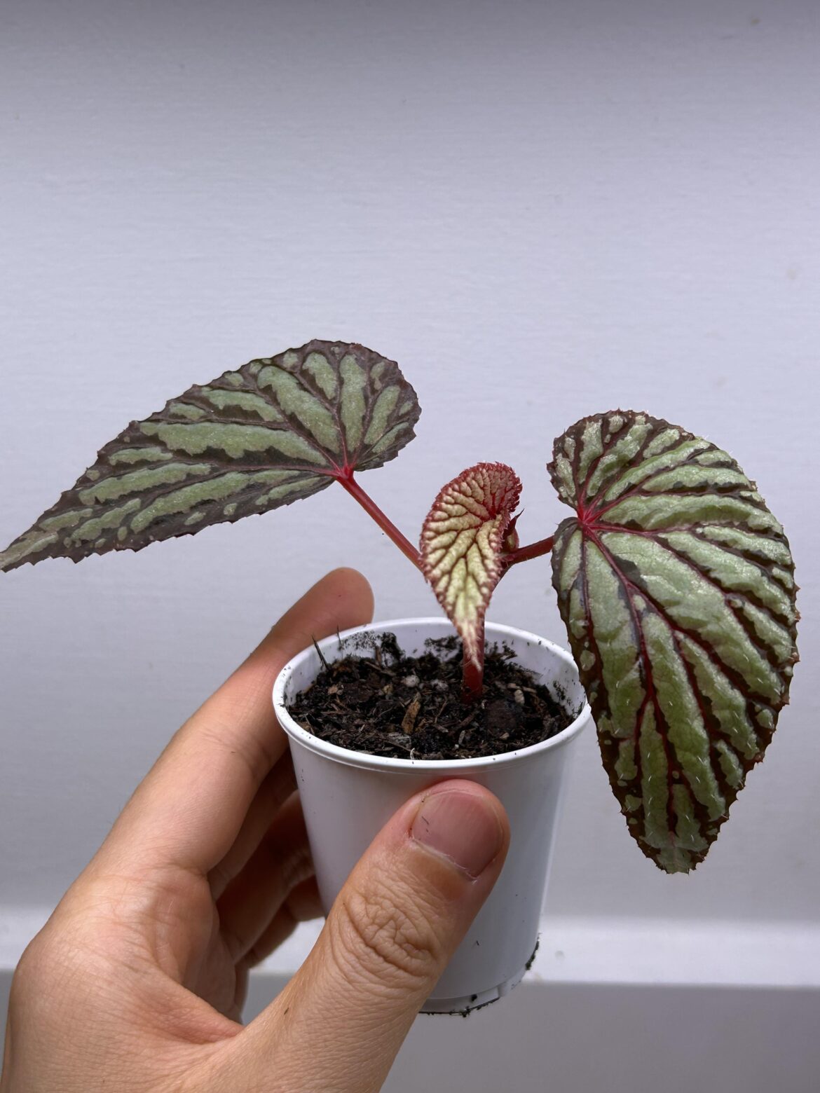 Begonia sp Kapuas Hulu