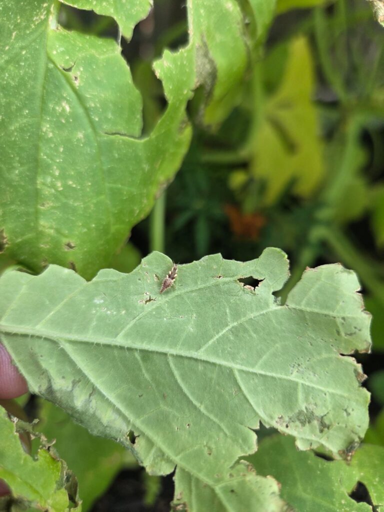 Cucumber leaves getting absolutely destroyed – this little guy? Or just snails Cucumber leaves getting absolutely destroyed - this little guy? Or just snails