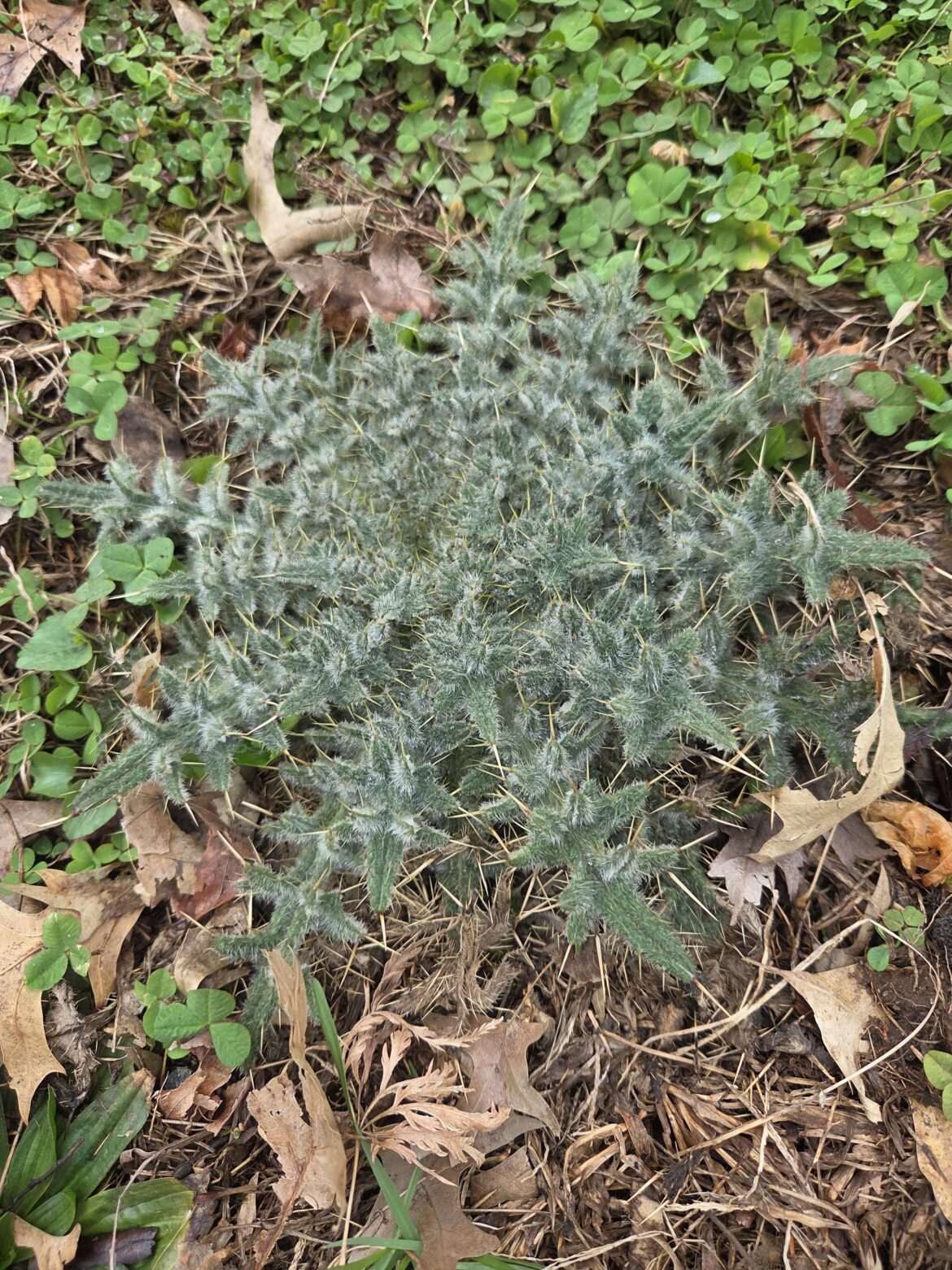 Found this spikey guy growing in my front lawn