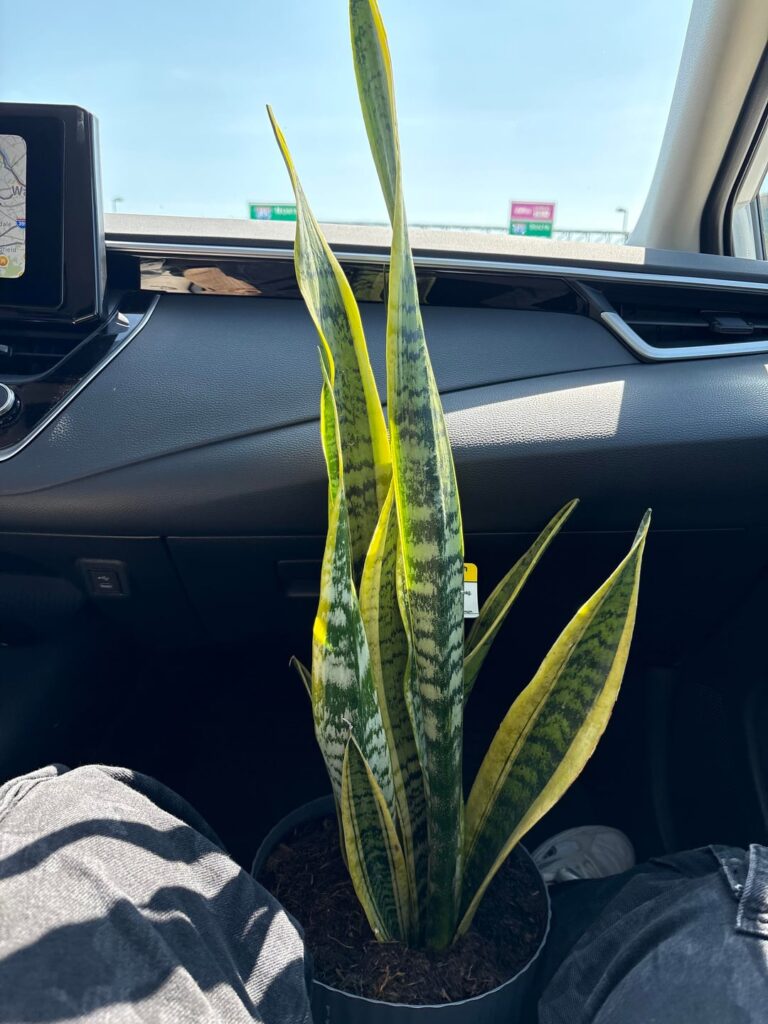 $7 for this snake plant!