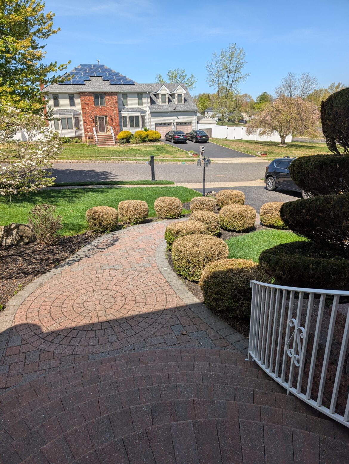 Do we think these bushes can be brought back? Do we think these bushes can be brought back?