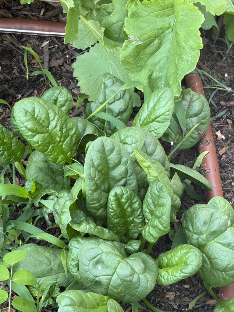 Veggies in my garden ( organic )