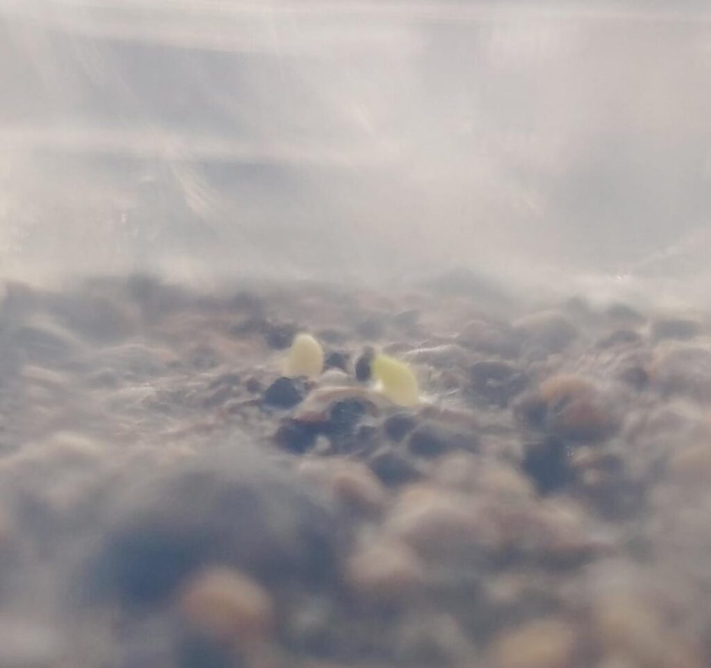 Look! They're my cactus seedlings, they sprouted yesterday!