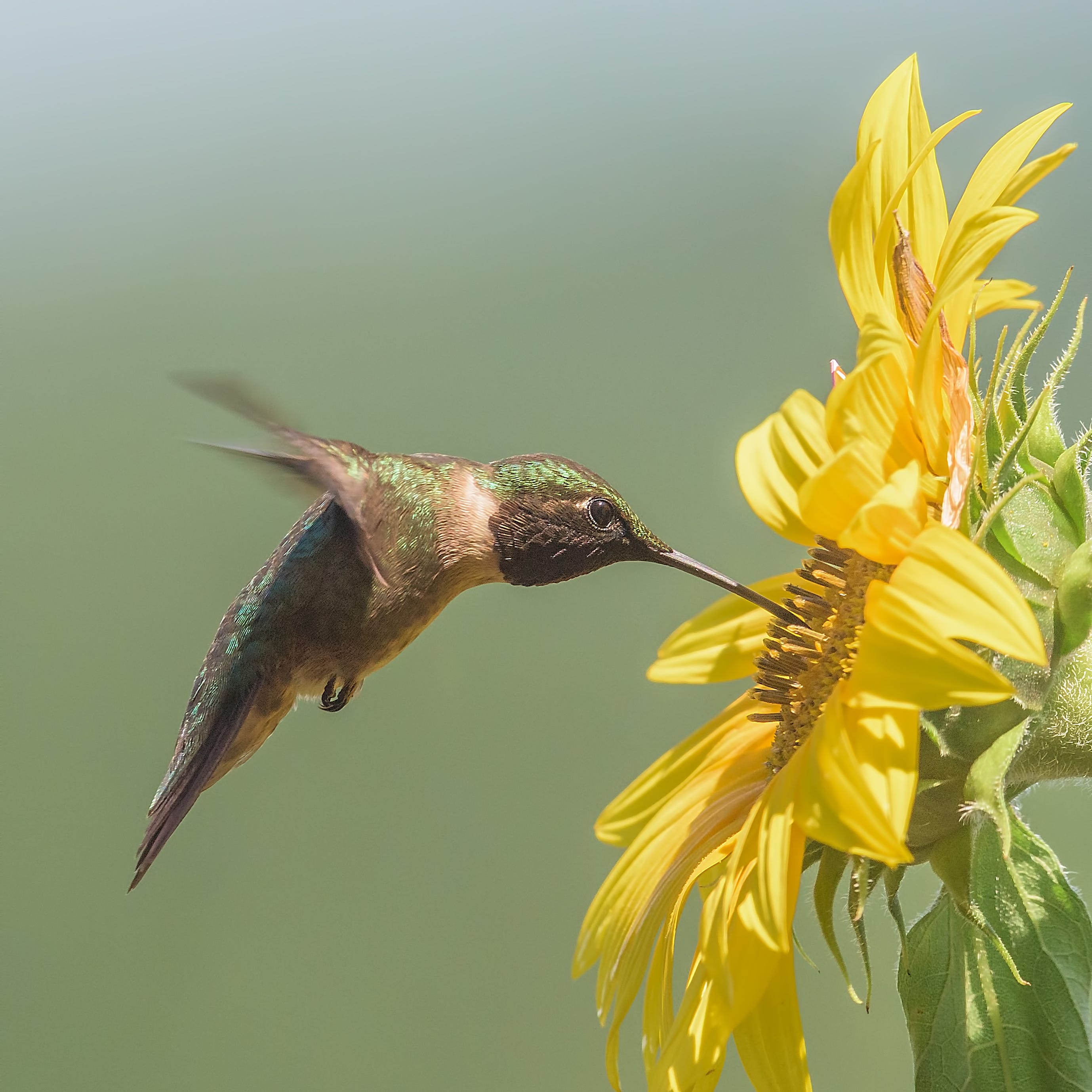 ruby throated hummingbird