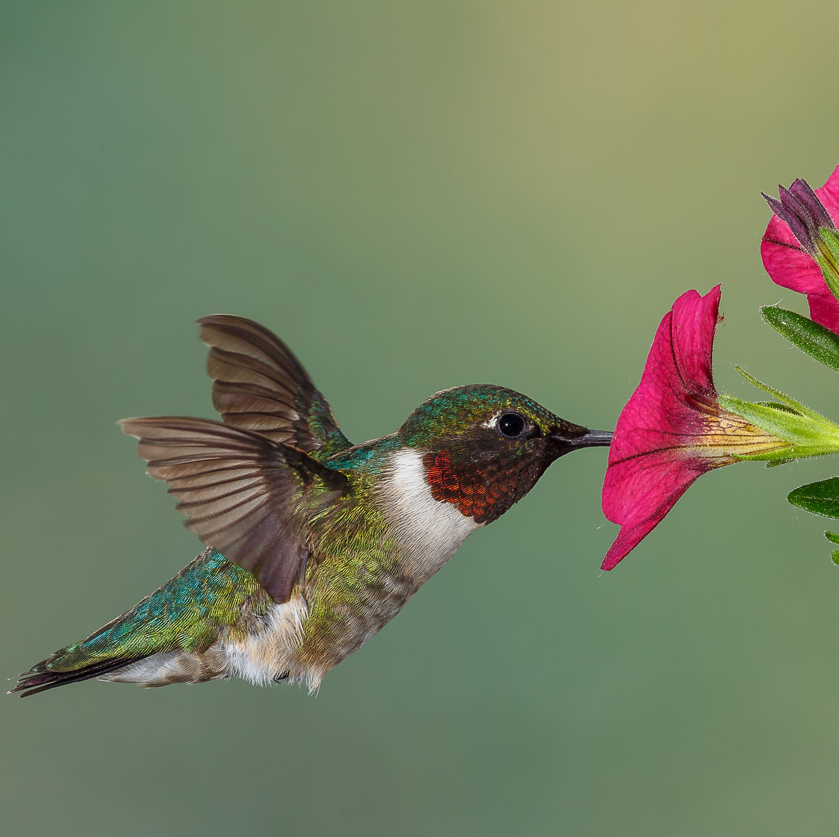 ruby throated hummingbird