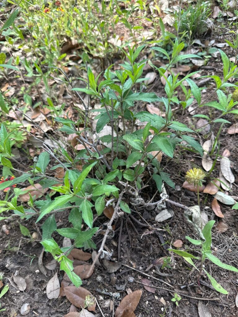 Help me ID these plants.