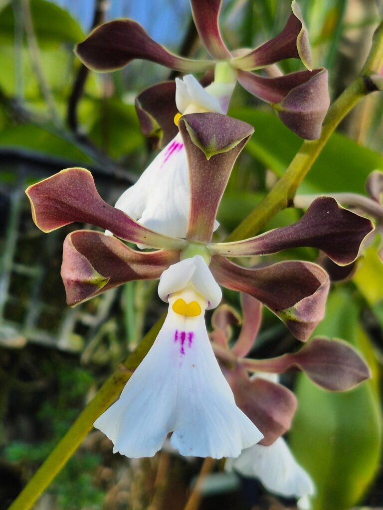 Encyclia cordigeria var semi-alba.