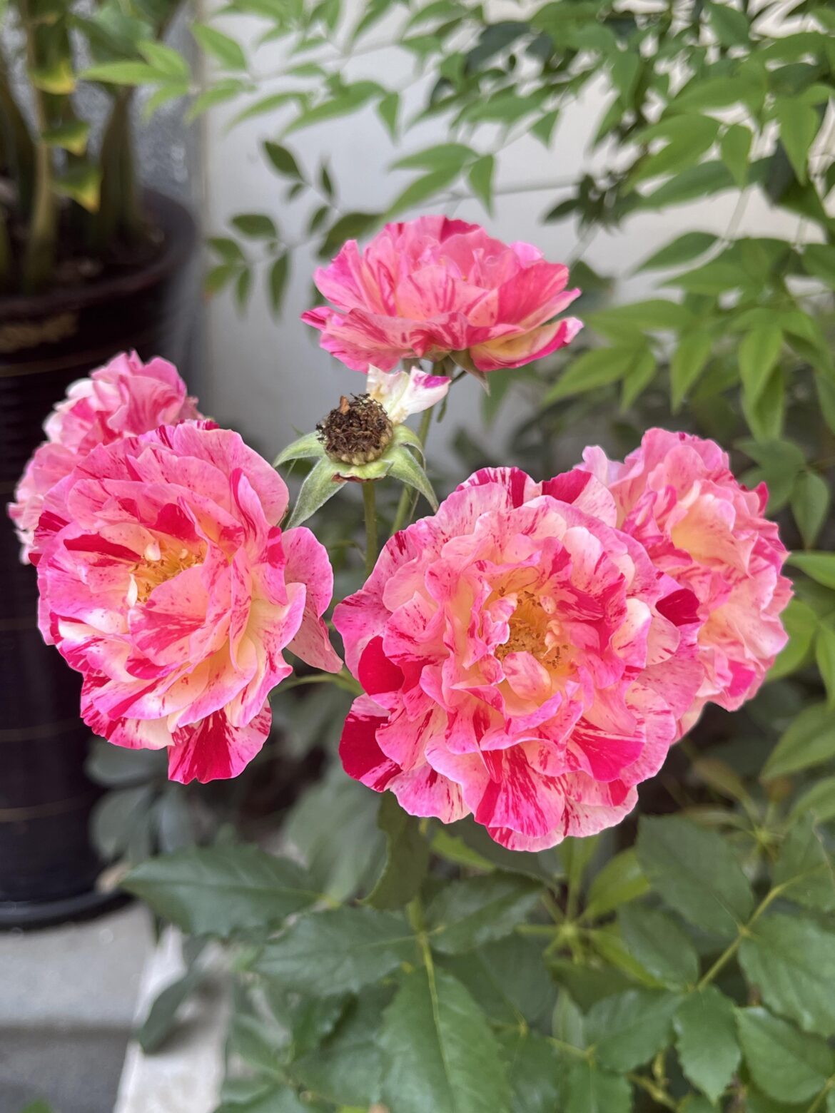 Does anyone know its name?