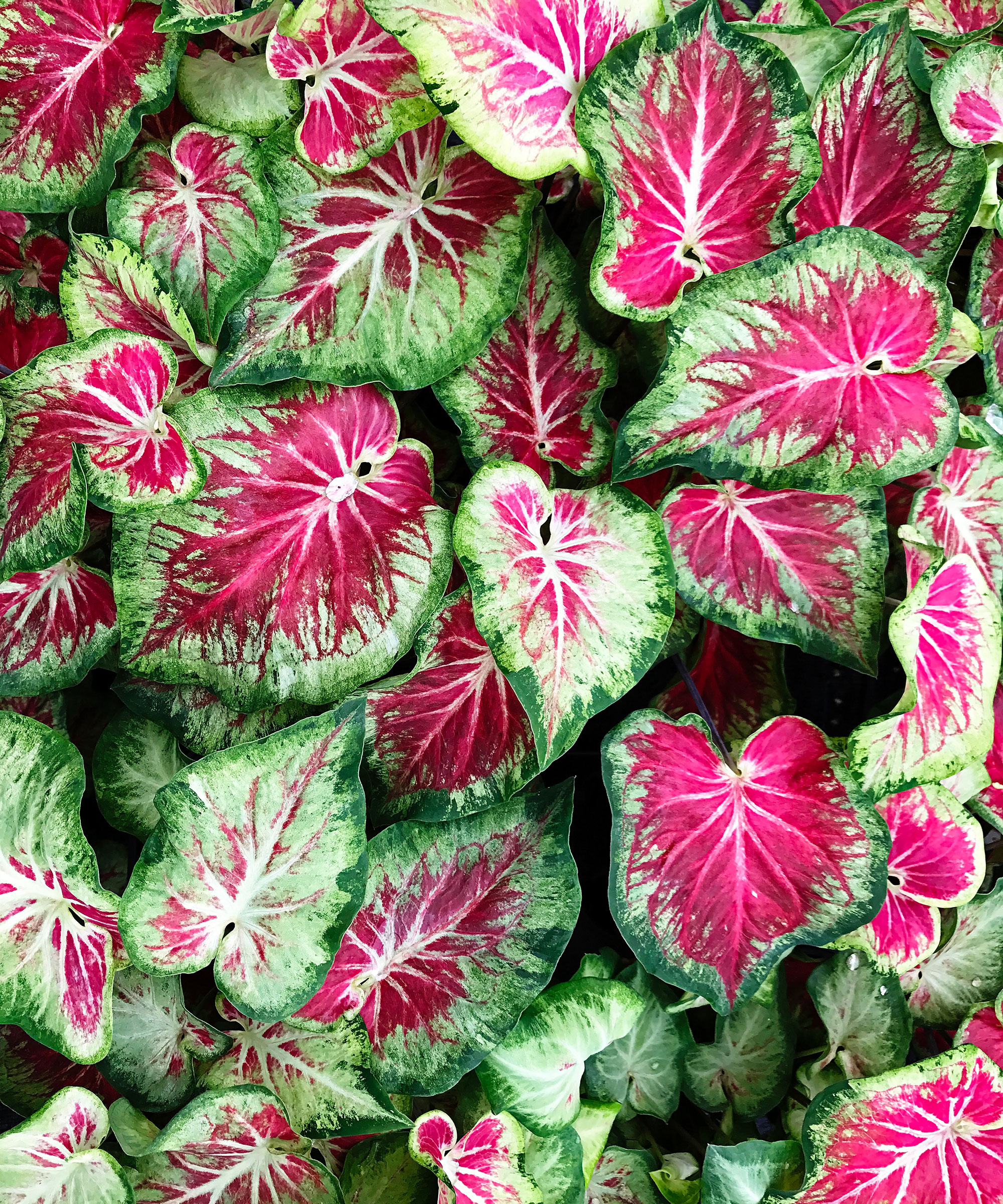 heart-shaped leaves of caladium plant, also known as Angel Wings