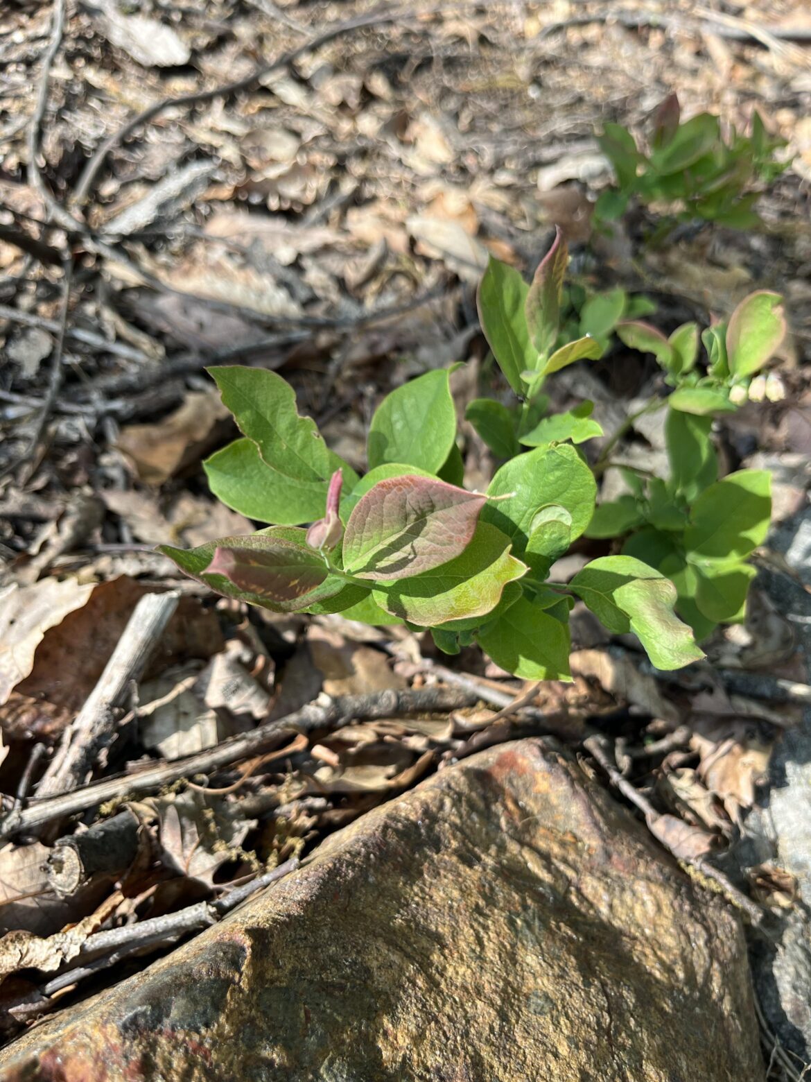 Info on possible blueberry plant