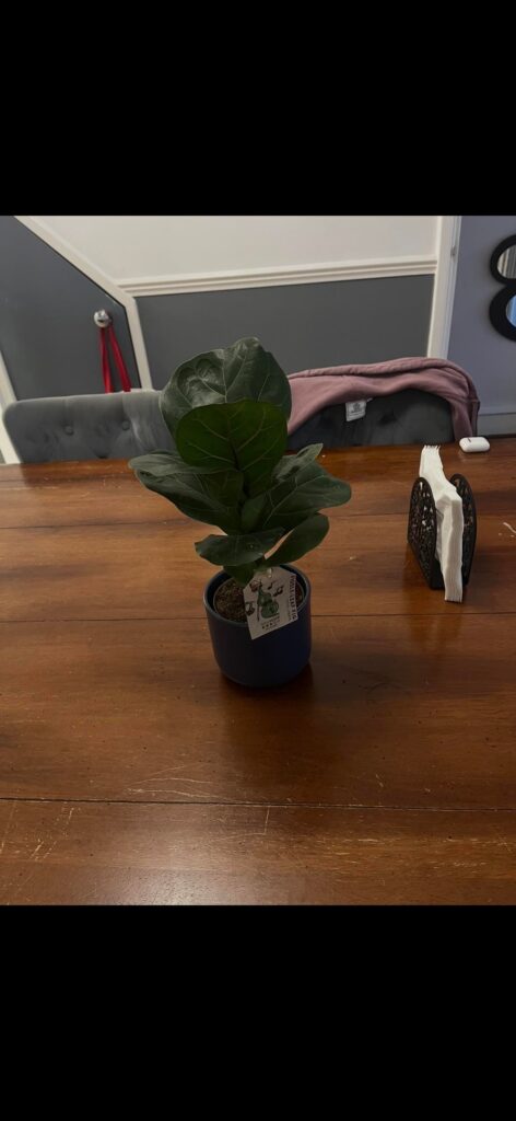 I need help with my fiddle leaf fig I got in December first picture is him the day I got him and the rest are him today