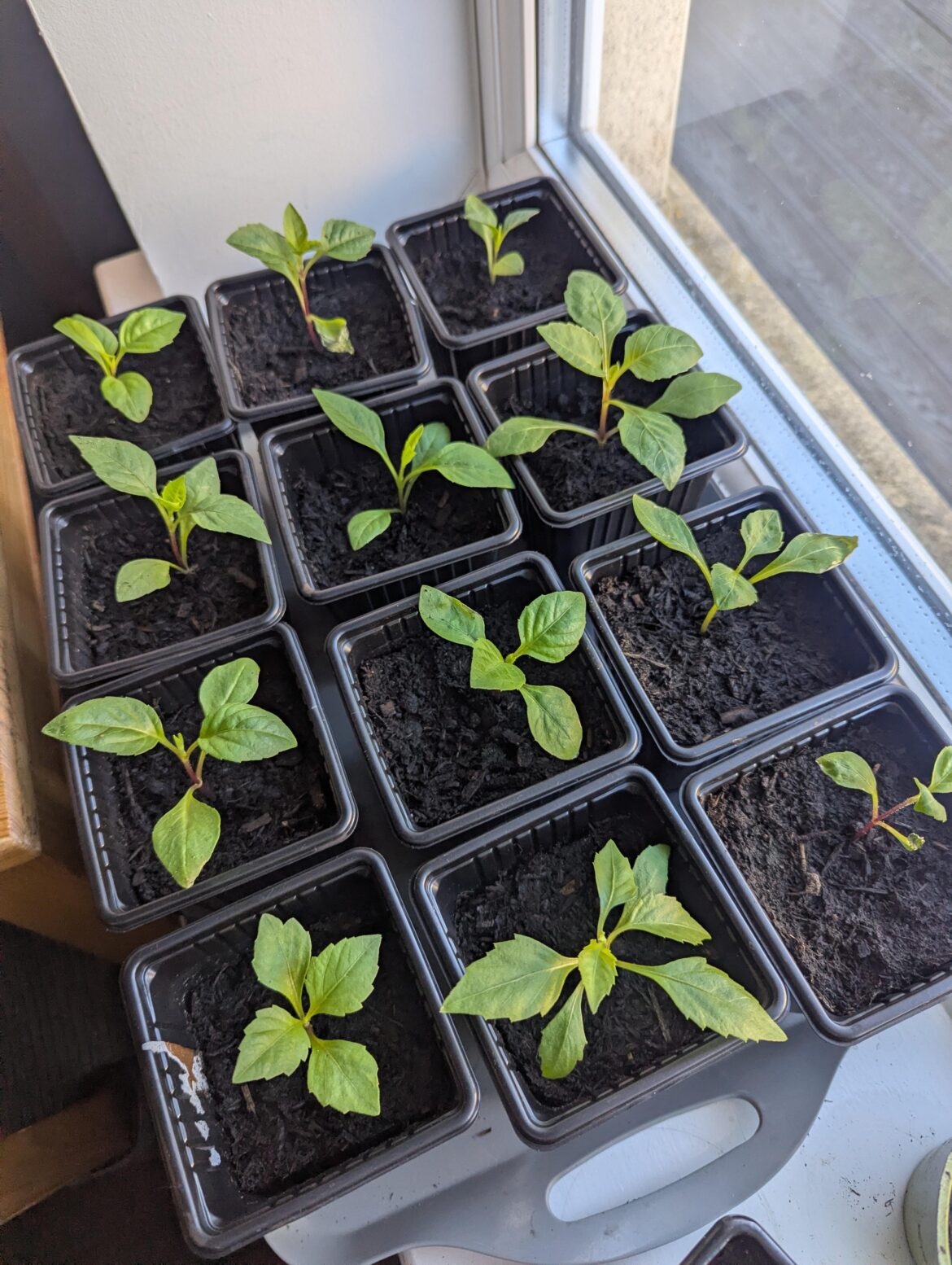First time growing Dahlias! First time growing Dahlias!