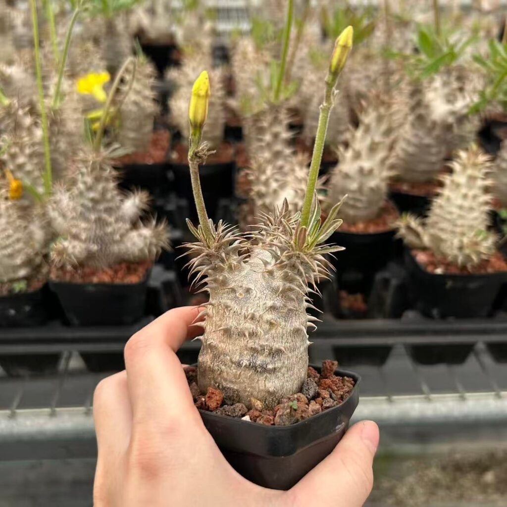 Pachypodium rosulatum subs.makayense