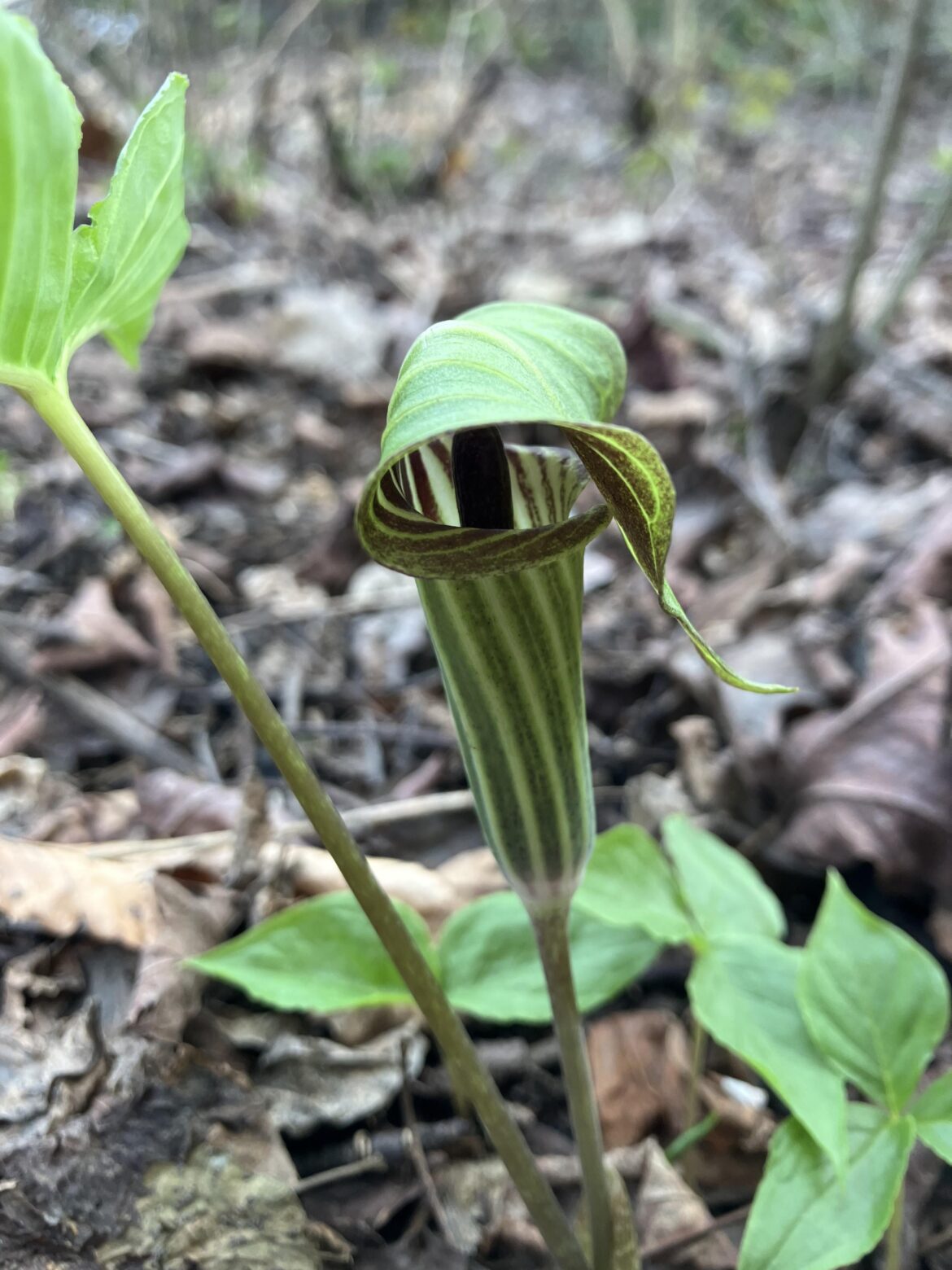 OMGOMGOMG Surprise Jack-in-the-pulpit OMGOMGOMG Surprise Jack-in-the-pulpit