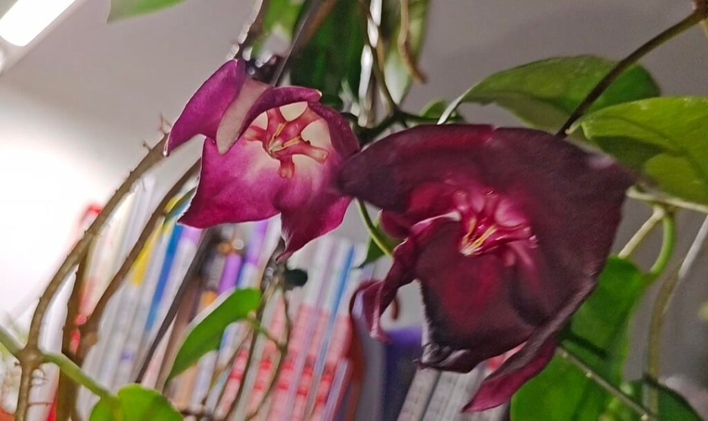 Both of them are hoya macgillivrayi ? Both of them are hoya macgillivrayi ?