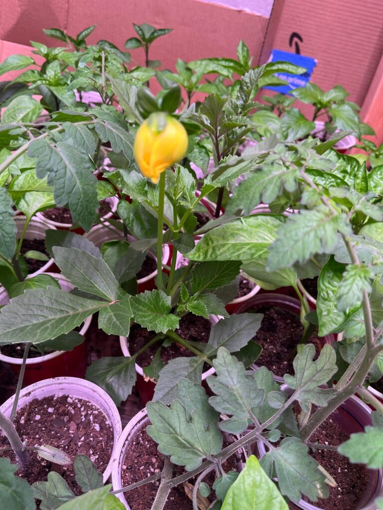 Should I prune flower?