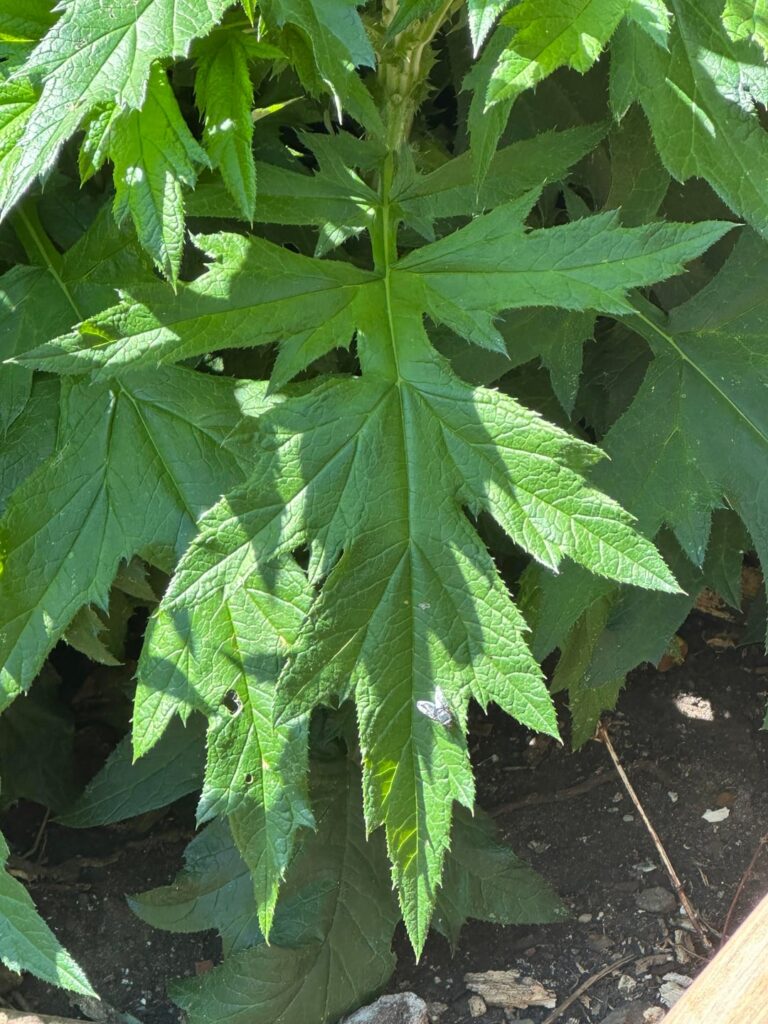 Giant hogweed? UK