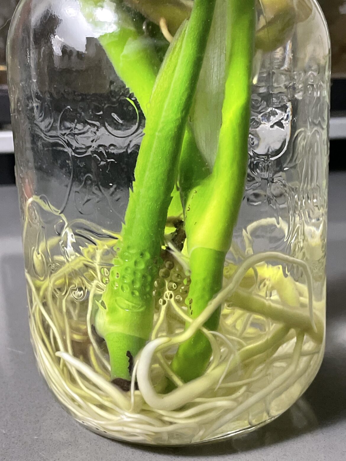 monstera propagation