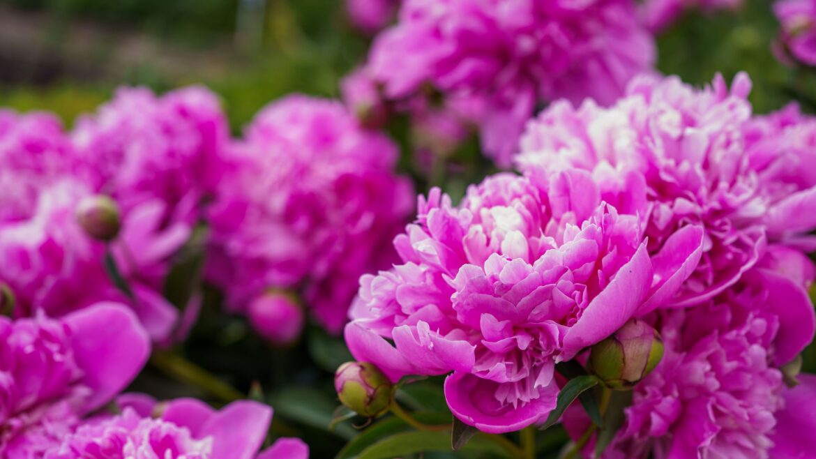 How to fertilise peonies in April for bigger, better blooms How to fertilise peonies in April for bigger, better blooms