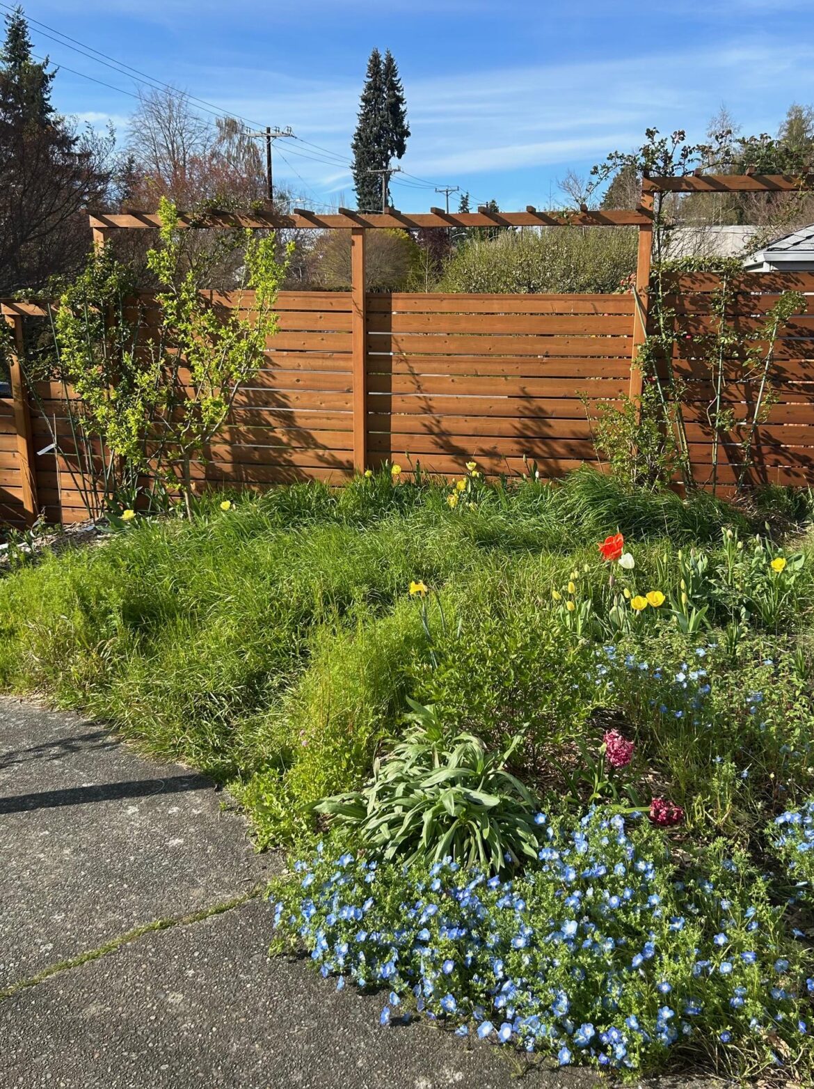 My front yard lawn is starting to wake up!