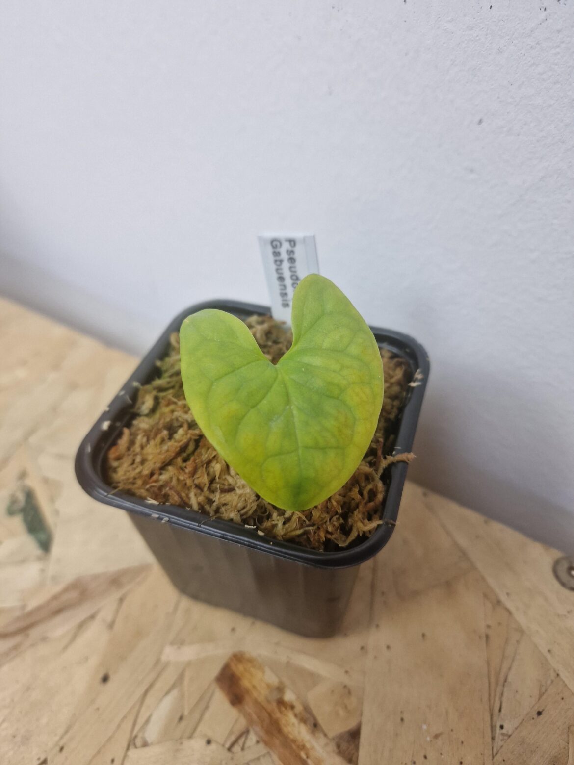 Wishlist plant arrived