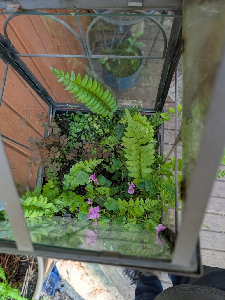 Accidental Terrarium