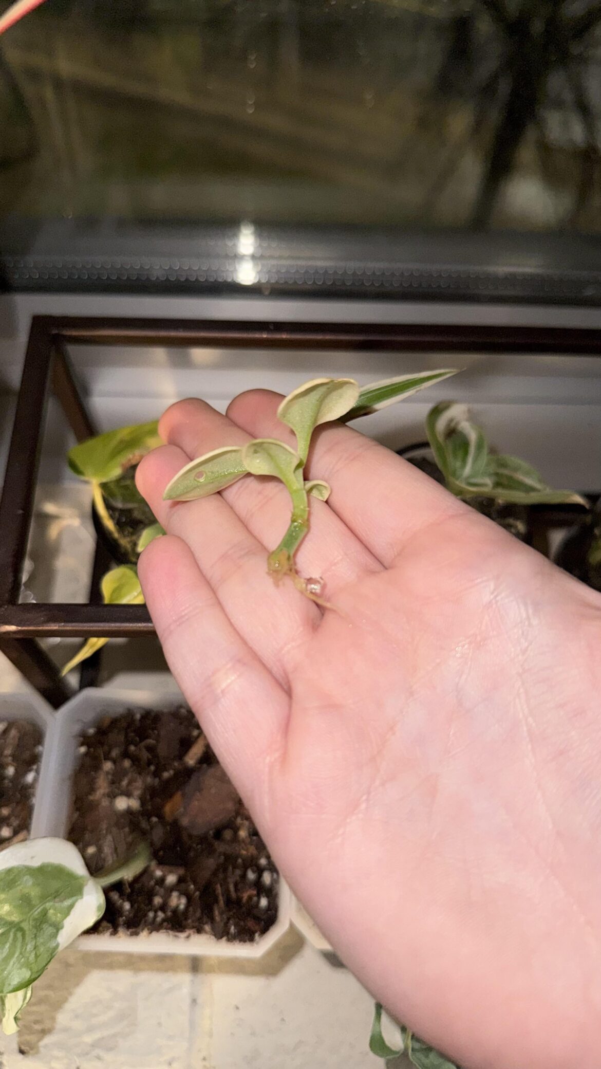 jelly propagating