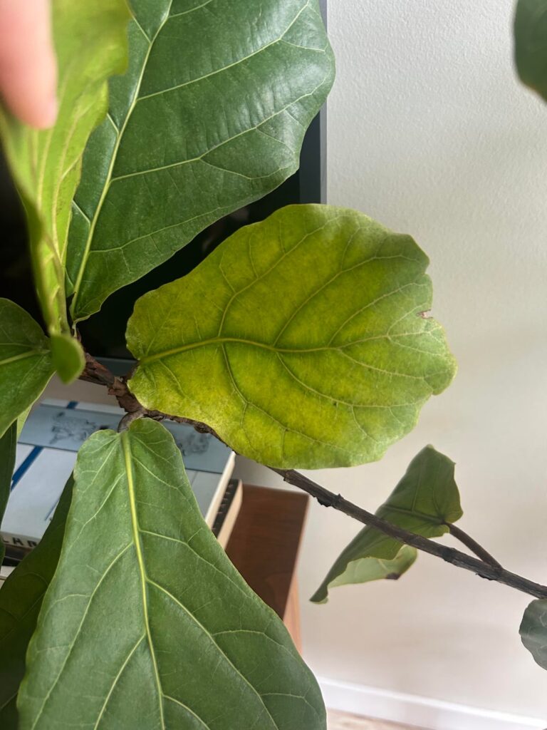 Yellow leaves dropping even though I water when dry (recent spider mites) Yellow leaves dropping even though I water when dry (recent spider mites)
